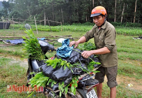 Ông Nguyễn Văn Lý ở xóm 1 xã Thượng Sơn – Đô Lương đến tại vườn ươm để mua giống cây keo BV 10 và BV 16 về trồng rừng.