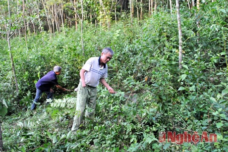 Ông Hoàng Bảy ở làng Mỏ phát triển trồng rừng.