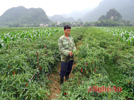 Mô hình trồng ớt cay xuất khẩu ở thôn 2/9 (Bồng Khê).