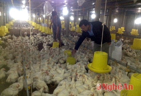 Trang trại chăn nuôi gà thịt của hộ ông Phạm Bình (xóm 14 - Nghi Đức - TP. Vinh).