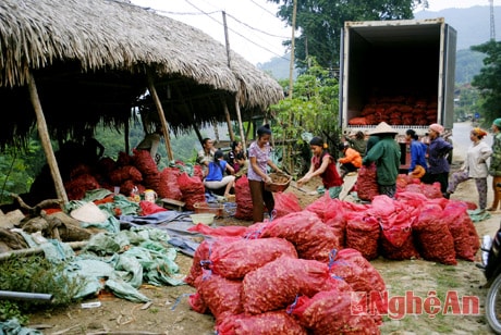 Điểm thu mua gừng Kỳ Sơn ở xã Lưu Kiền (Tương Dương).