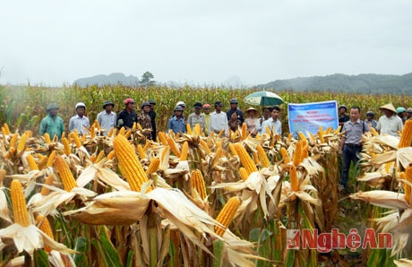 Mô hình mở rộng thâm canh ngô mật độ cao tại xã Tường Sơn (huyện Anh Sơn)