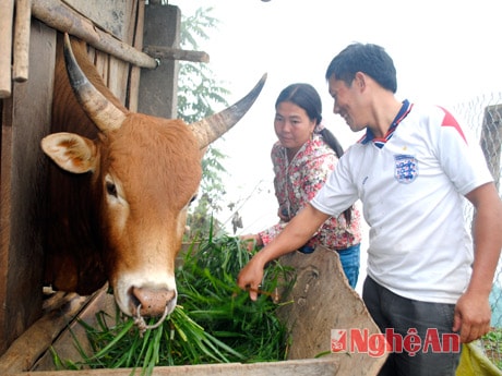 Vợ chồng Lỳ Bá Cồ chăm sóc bò.