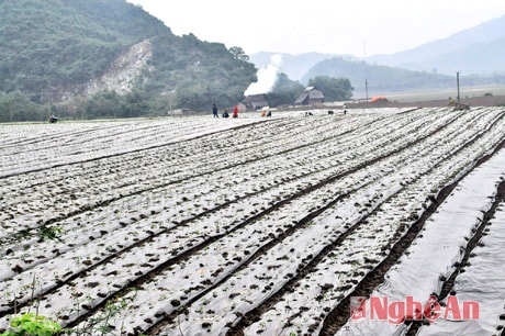 Trồng ớt công nghệ cao ở Tân Long (Tân Kỳ).