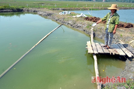 Mô hình trang trại nuôi cá diêu hồng của hộ anh Lê Anh Hùng.