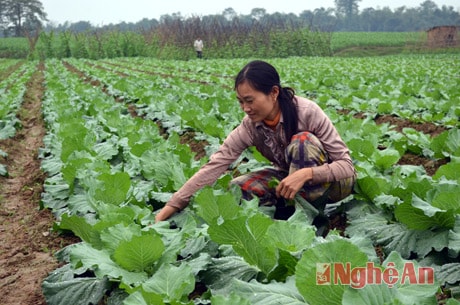 Chị Nguyễn Thị Thơ (thôn Hạ Du) chăm sóc bắp cải vụ xuân.