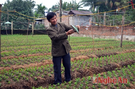 Anh Lê Viết Thảo, xóm Trung Mỹ, xã Hưng Đông (TPVinh) lắp thêm bóng đèn chiếu sáng cho luống hoa cúc.