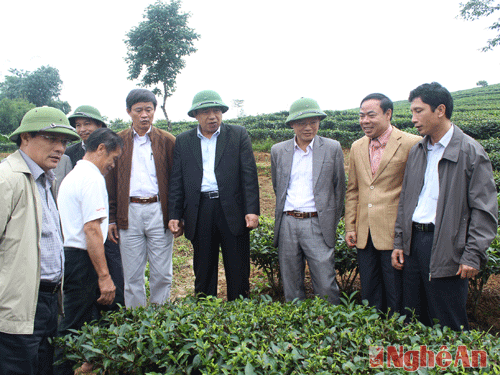 Chủ tịch UBND tỉnh và các Sở ngành tham quan mô hình trồng chè nguyên liệu của đồng bào tái định cư ở xã Thanh Sơn- Thanh Chương