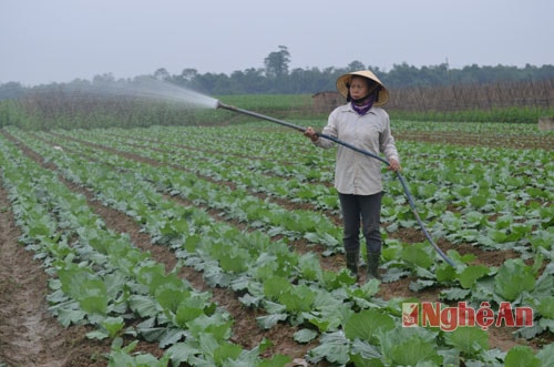 Anh Sơn là địa phương có diện tích rau, màu vụ Đông khá lớn. Các xã dọc sông Lam lâu nay có truyền thống sản xuất rau màu vụ Đông năng suất cao là Cẩm Sơn, Tào Sơn, Đức Sơn. Trong ảnh, chị Hà Thị Dung ở xã Cẩm Sơn đang chăm sóc ruộng bắp cải.