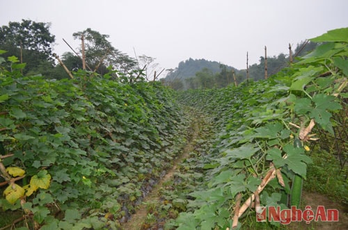 Hiện nay, cây trồng mang lại hiệu quả cao nhất ở Anh Sơn là bí đao.