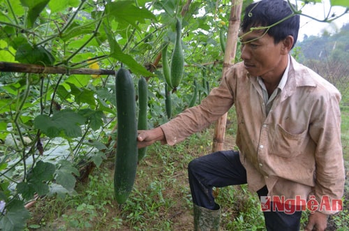 Anh Nguyễn Văn Nam, cán bộ khuyến nông thôn Cẩm Lợi, xã Cẩm Sơn cho biết, trồng bí mang lại hiệu quả gấp nhiều lần so với trồng các cây khác như ngô, lúa, mía.