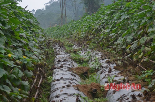 Kỹ thuật trồng bí của người dân Anh Sơn ngày càng hoàn thiện. Bí được phủ ni lon từ khi mới giao. Giữa các luống bí, người dân lắp các ống dẫn nước để chống úng ngập. 