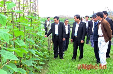 Chủ tịch UBND tỉnh và đoàn công tác thăm mô hình sản xuất luân canh hoa màu ở xóm Hồng - Thanh Lĩnh - Thanh Chương.