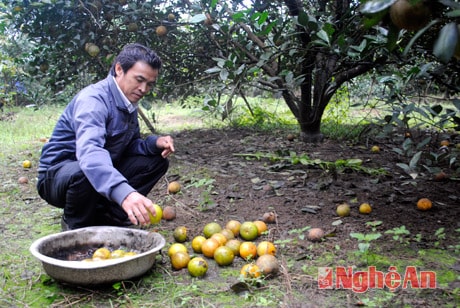 Ông Đặng Thái Hòa ở Tân Hương - Yên Khê - Con Cuông đang nhặt cam rụng.