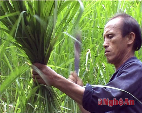 Già Nênh Thông là người tiên phong trồng cây cỏ voi ở bản Phá Kháo. 
