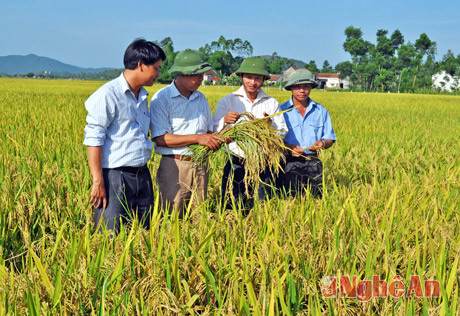 Mô hình thâm canh lúa cải tiến SRI cho năng suất cao.