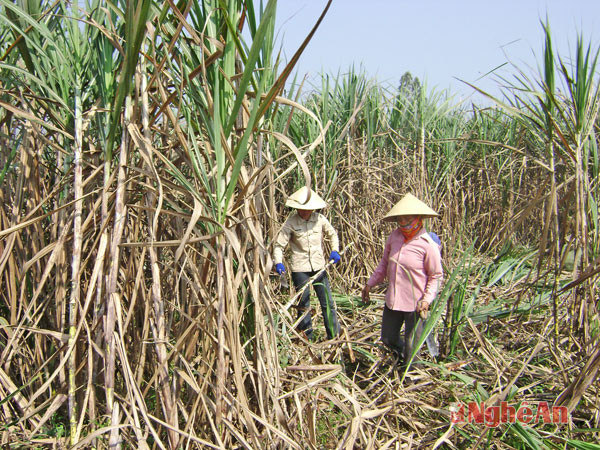 Thu hoạch mía ở vùng nguyên liệu mía Tân Kỳ. Ảnh: Công Sáng