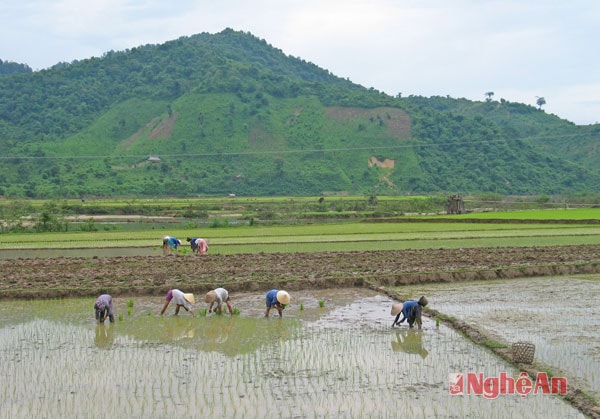 Cấy lúa vụ xuân ở Quế Phong. Ảnh: Phan Toàn