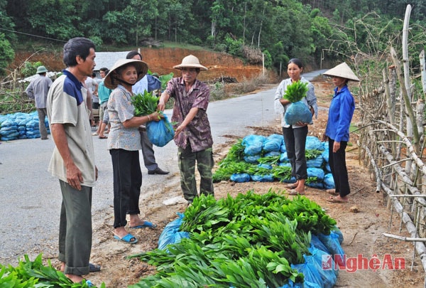 Người dân xã Châu Thái (Quỳ Hợp) nhận keo giống về trồng.