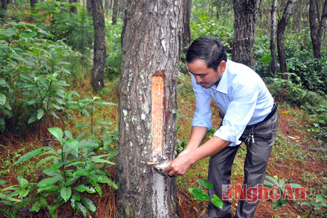 Khu rừng khai thác nhựa thông tại xã Bài Sơn - Đô Lương.
