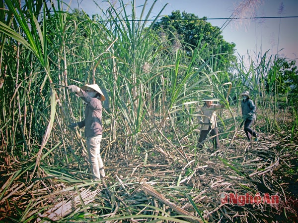 Người dân huyện Nghĩa Đàn chăm sóc mía. Ảnh: Xuân Thống