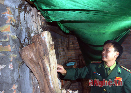Đại úy Hồ Văn Thịnh và đàn tắc kè có trọng lượng khoảng 150g/ con.