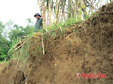 Khai thác cát sỏi dọc sông đã gây sạt lở, cuốn trôi số lượng lớn diện tích mía của bà con nông dân.