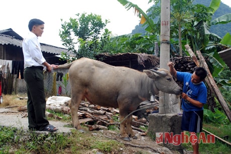 Trưởng bản Cự Xúa (bên phải) - bản Tiền Tiêu, xã Nậm Cắn (Kỳ Sơn) vừa lùa bò từ Lào về.