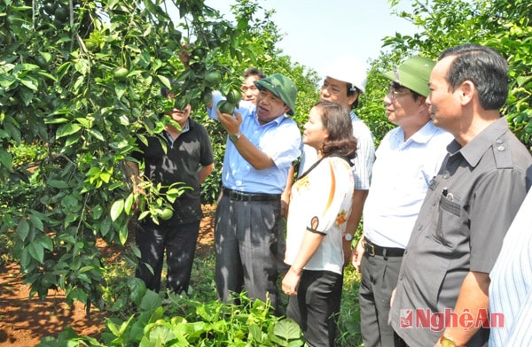 Lãnh đạo tỉnh tham quan mô hình trồng quýt PQ của Trung tâm nghiên cứu cây ăn quả và cây công nghiệp Phủ Quỳ. Ảnh: Sỹ Minh