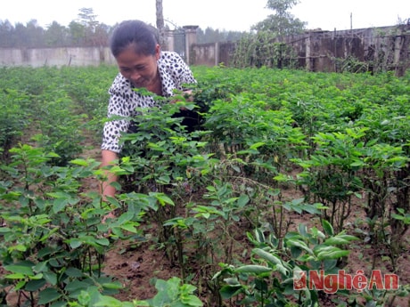 Chị Nguyễn Thị Nam, Bí thư Chi bộ xóm 5, xã Hưng Nhân tiên phong trong  mô hình trồng rau cho thu nhập cao.