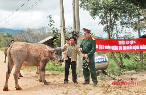 Cán bộ Đoàn KT-QP 4 hỗ trợ trâu giống cho người dân xã Na Ngoi, Kỳ Sơn