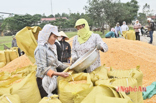 Doanh nghiệp thu mua ngô nông sản ở xã Tường Sơn.