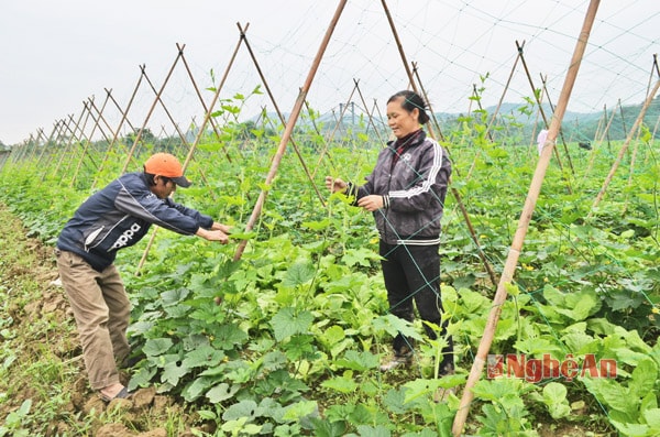 Gia đình bà Nguyễn Thị Ngọ, xã Thạch Sơn chăm sóc ruộng bí.