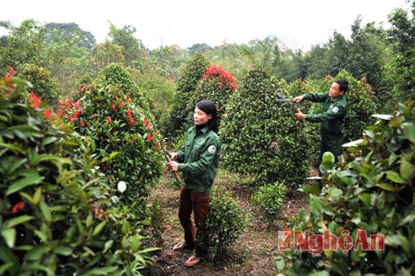 Công ty CP Thủy sản Nghệ An và Công ty Công viên cây xanh TP. Vinh chuẩn bị hàng hóa phục vụ thị trường Tết. Ảnh: M.H - S.M