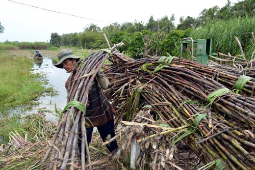 Thu hoạch mía tại xã Hưng Điền, huyện Phụng Hiệp, tỉnh Hậu Giang.