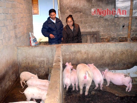 Chị Lô Thị Hương giới thiệu mô hình chăn nuôi xóa nghèo.