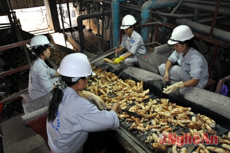 Dây chuyền chế biến sắn củ tại Nhà máy tinh bột sắn Intimex Thanh Chương.