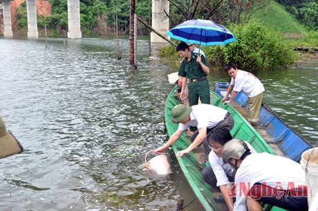 Cán bộ Đồn Biên phòng Thông Thụ thả cá giống tại hồ chứa Thủy điện Hủa Na (Quế Phong).