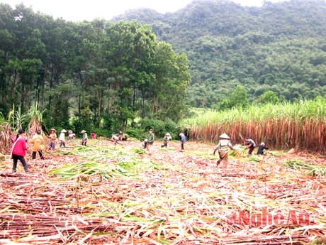 Quang cảnh nhộn nhịp trong ngày thu hoạch mía
