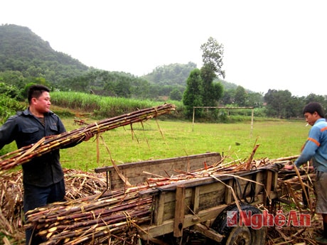Chuyển mía về nơi tập kết