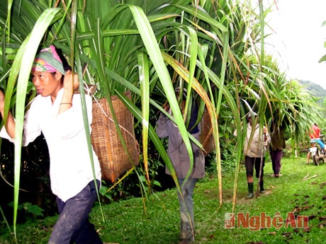 Ngọn mía được người dân gùi về cho trâu bò