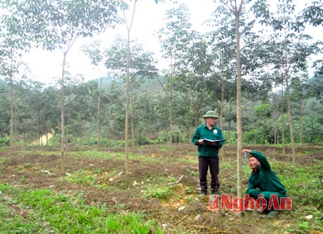 Cây cao su phát triển tốt trên đất Phúc Sơn (Anh Sơn).