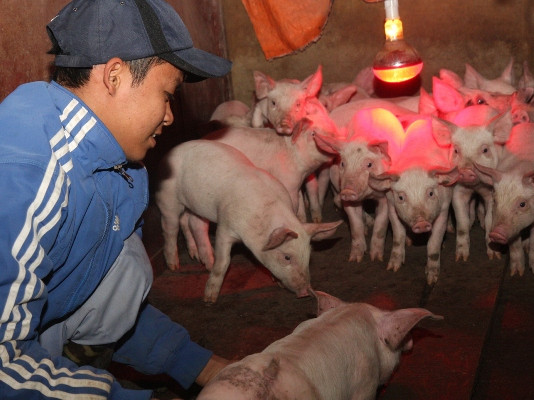 Thắp đèn sưởi ấm cho đàn lợn giống. (Ảnh: Đình Huệ/TTXVN)