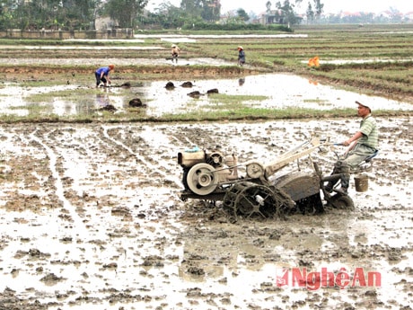 Bà con xã Hưng Đạo (Hưng Nguyên) làm đất chuẩn bị vụ Xuân.Ảnh: C.S