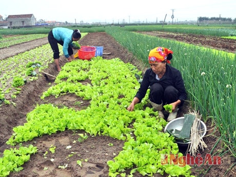 Sản xuất rau màu ở cánh đồng thu nhập cao tại xóm 10 - xã Diễn Thành (Diễn Châu). 