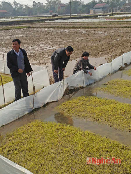 Kiểm tra việc gieo mạ tại thị trấn Hưng Nguyên