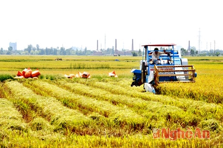 Thu hoạch lúa bằng máy trên cánh đồng mẫu lớn ở Hưng Nguyên. Ảnh: Sỹ Minh