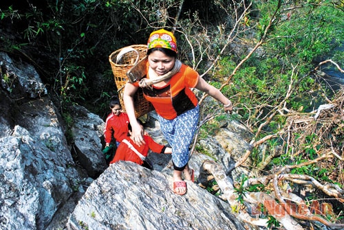Đến được nơi cần lấy rêu, phải vượt quãng đường dài và rất khó khăn.