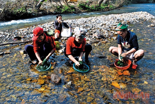 Vò rêu bên suối.