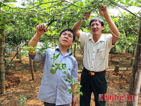 Mô hình chanh leo của gia đình ông Vi Thanh Xuân  bản Yên Sơn, xã Tri Lễ, huyện Quế Phong.